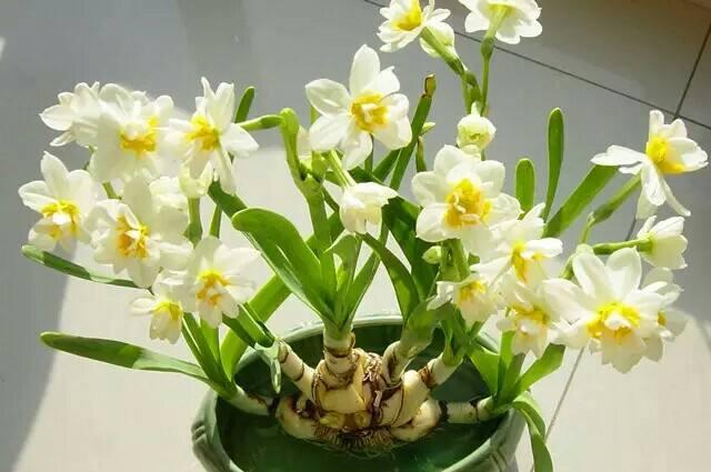 水仙开花后如何处理,水仙开完还有用吗