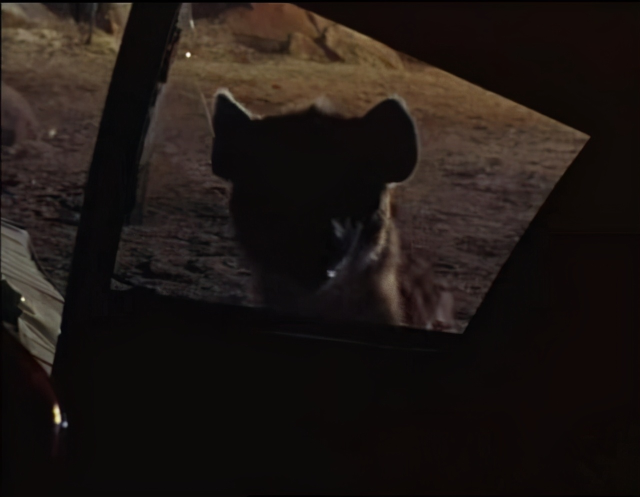 蛇咬蝎追，八岁男童如何在沙漠里生存三周？