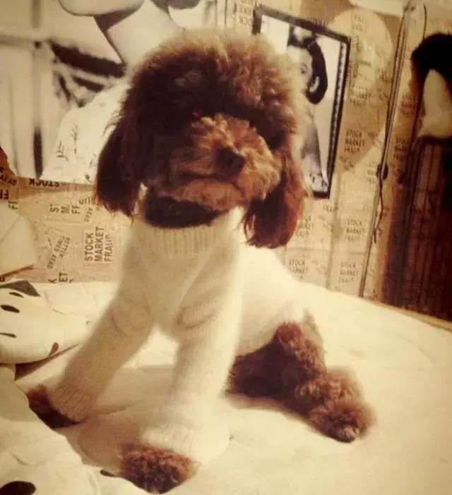 泰迪狗怎么训练得比较好,泰迪狗怎么训练29个基础动作