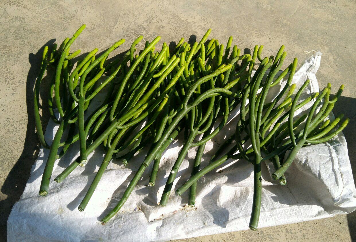 光棍树烂根了怎么补救,光棍树如何修