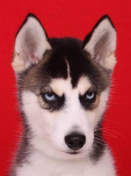 让人笑掉大牙的对话,让人笑崩的经典对话