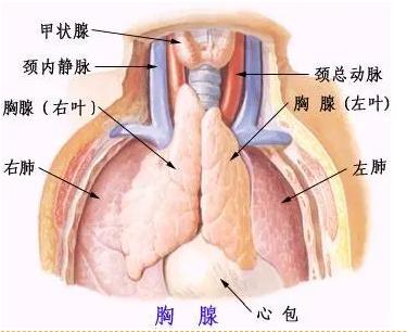 眼皮耷拉的厉害是怎么回事,眼睛眼皮往下耷拉肌无力怎么治