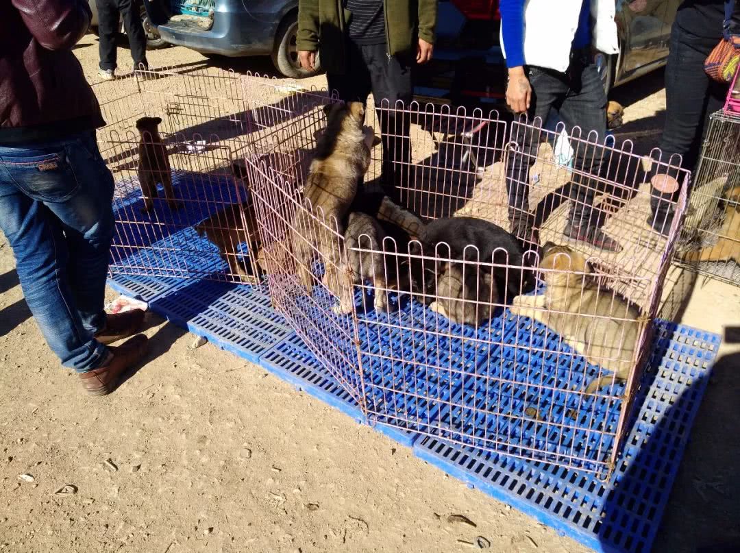 狗市昆明犬幼犬多少钱一只,在哪里可以买到最好的昆明犬幼犬