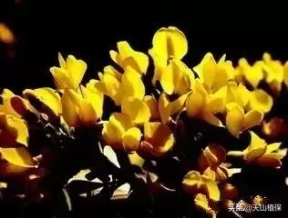 野外发现珍贵的植物千万要注意,新疆南疆常见荒漠野生植物