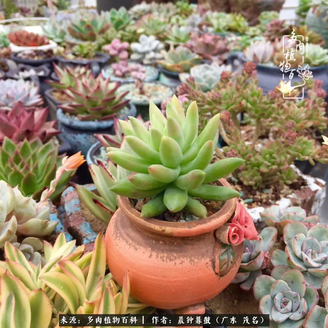 轻轻地告诉你，我的多肉也曾美过，不信你看看