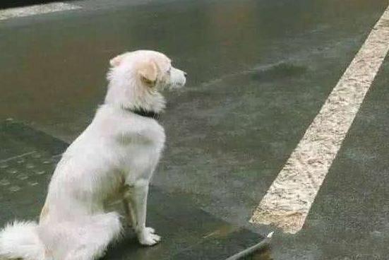 狗狗一天要喝多少水才正常,狗狗一天喂几次水最好