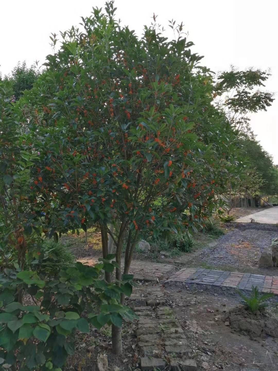 秋天丹桂,丹桂秋天几月长新芽