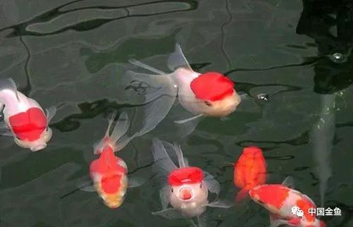 忘记喂鱼怎么办,喂鱼每天必须做的事