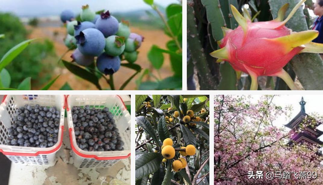 苏州相城区水果采摘园推荐,苏州枇杷樱桃采摘园