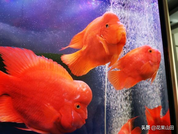 鹦鹉鱼的饲养管理方法和技巧,养鹦鹉鱼换水技巧和方法