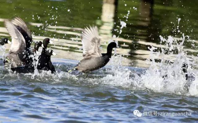 美洲有几种猛禽,美洲三大动物