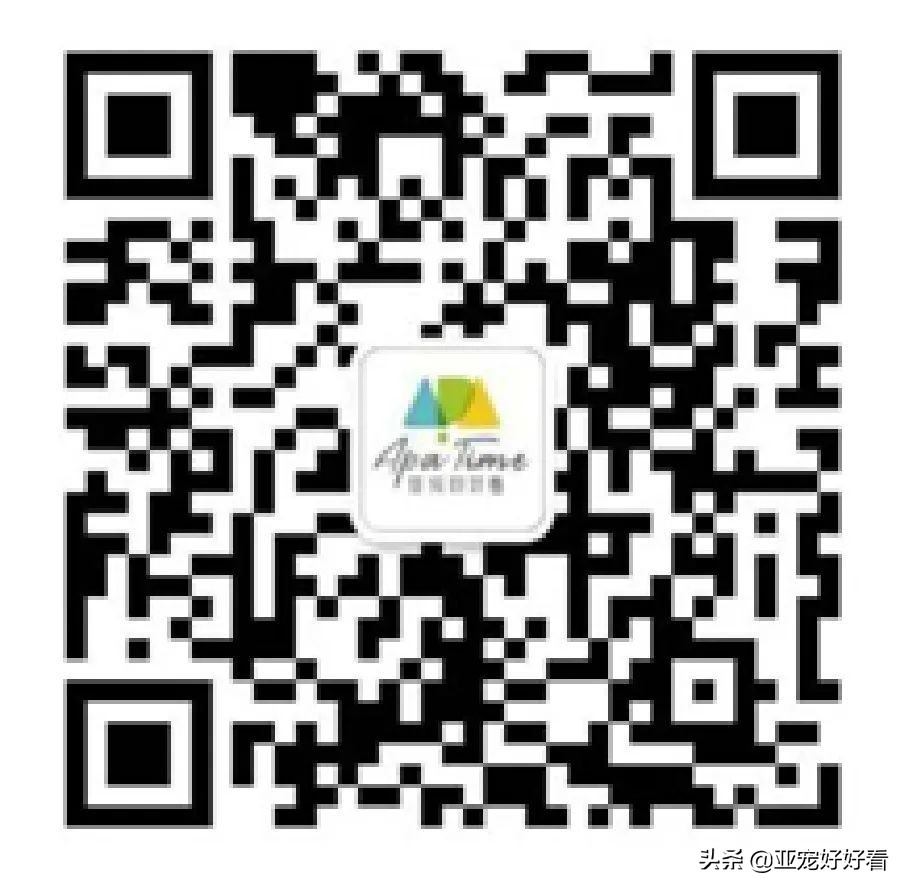 亚宠云课堂,比熊犬赛级妆造型