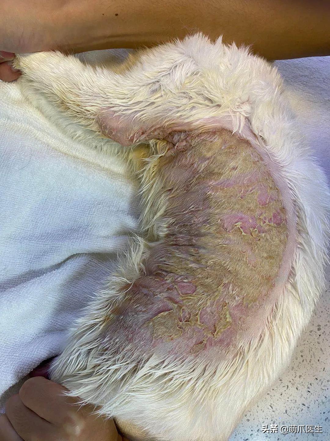 猫咪一不小心被水烫到,盘点猫咪被烫过的倒霉瞬间