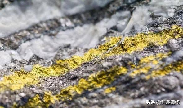 真菌不再是吃腐专业户，澳大利亚发现能搬运黄金的黄金“菌”工