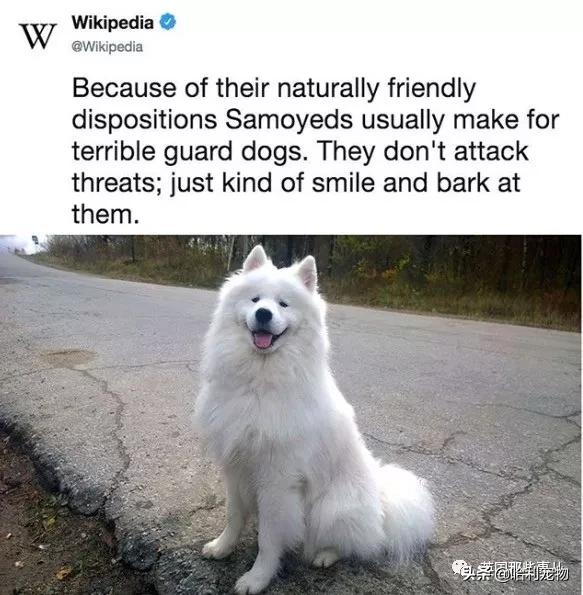 要狗看门？千万别选萨摩耶！这货除了笑不会干别的了