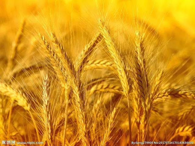 朱之文赚钱有什么用,朱之文唱首歌挣多少钱