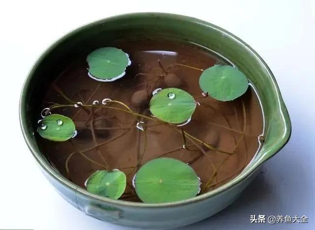 碗莲移栽方法视频,碗莲栽种有服盆期吗