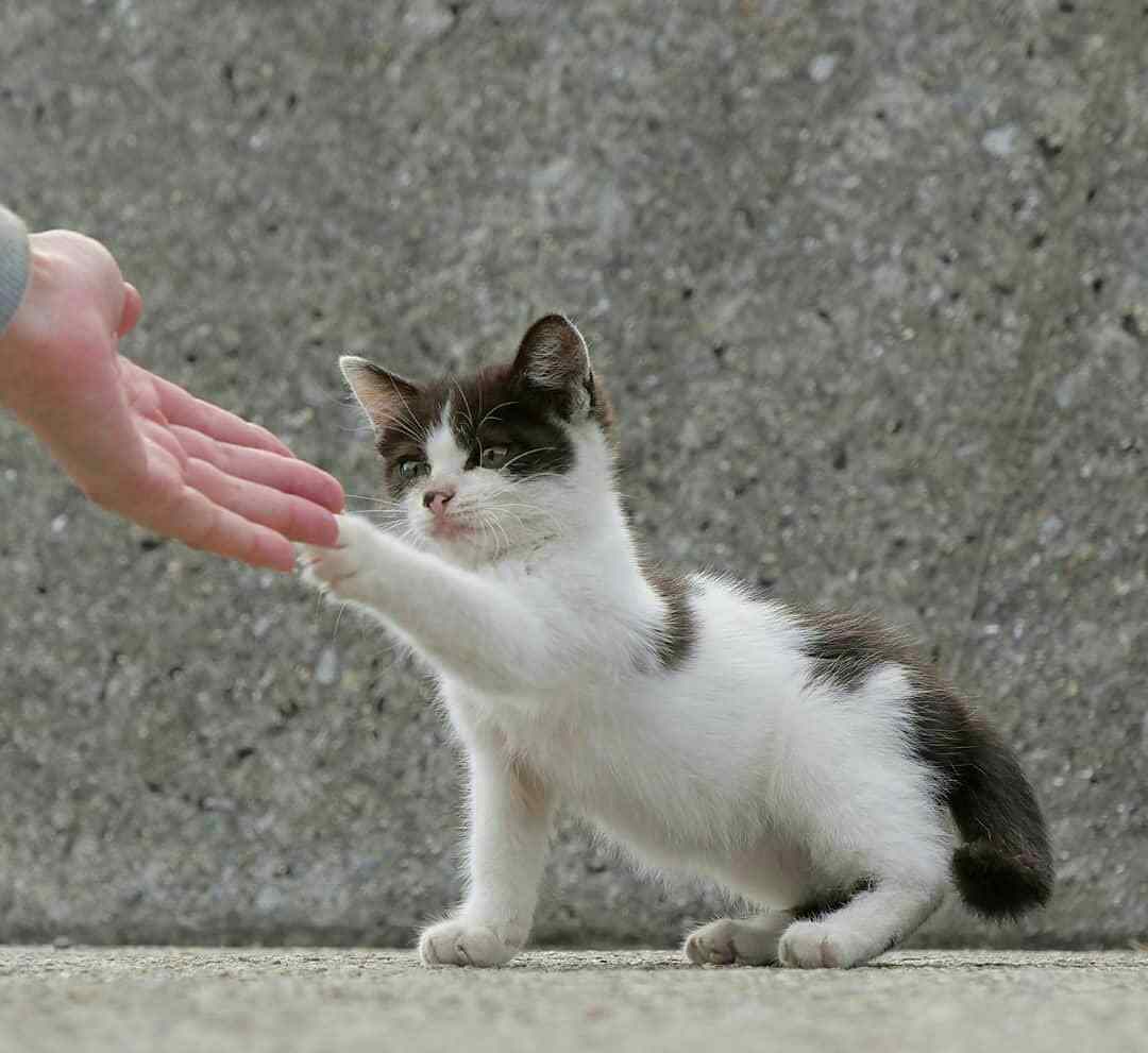 英短杂交中华田园猫,怎样鉴别中华田园猫