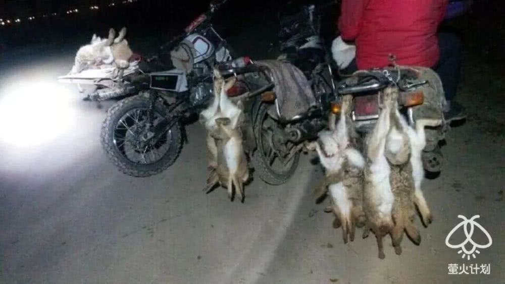 杀穿山甲时，下面会有一碗白米饭接着留下来的血|野味帝国