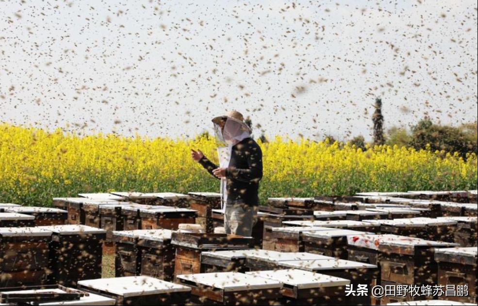 土蜂蜜枇杷蜜采集,枇杷蜜在几月采