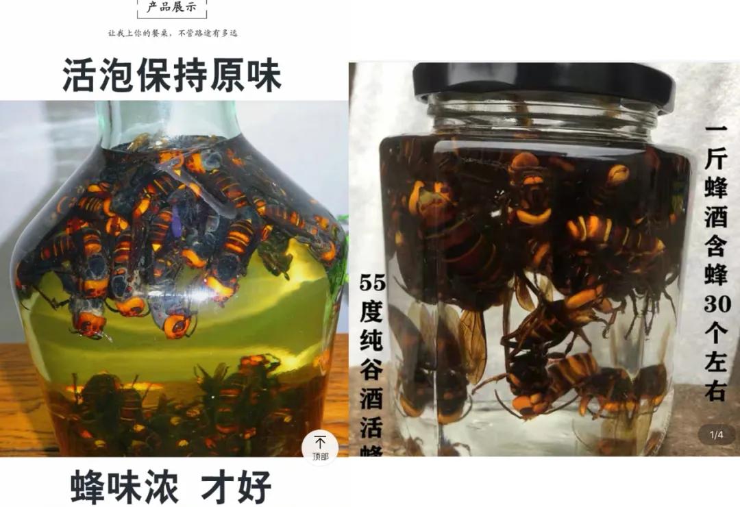 杀人蜂为什么那么可怕,杀人蜂到底有多厉害