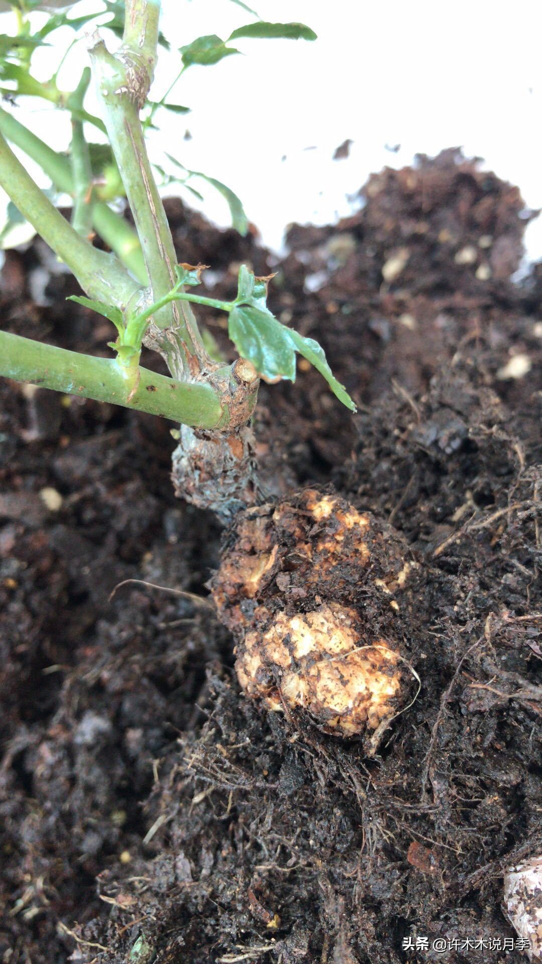 月季根瘤预防,月季根瘤传染别的植物吗