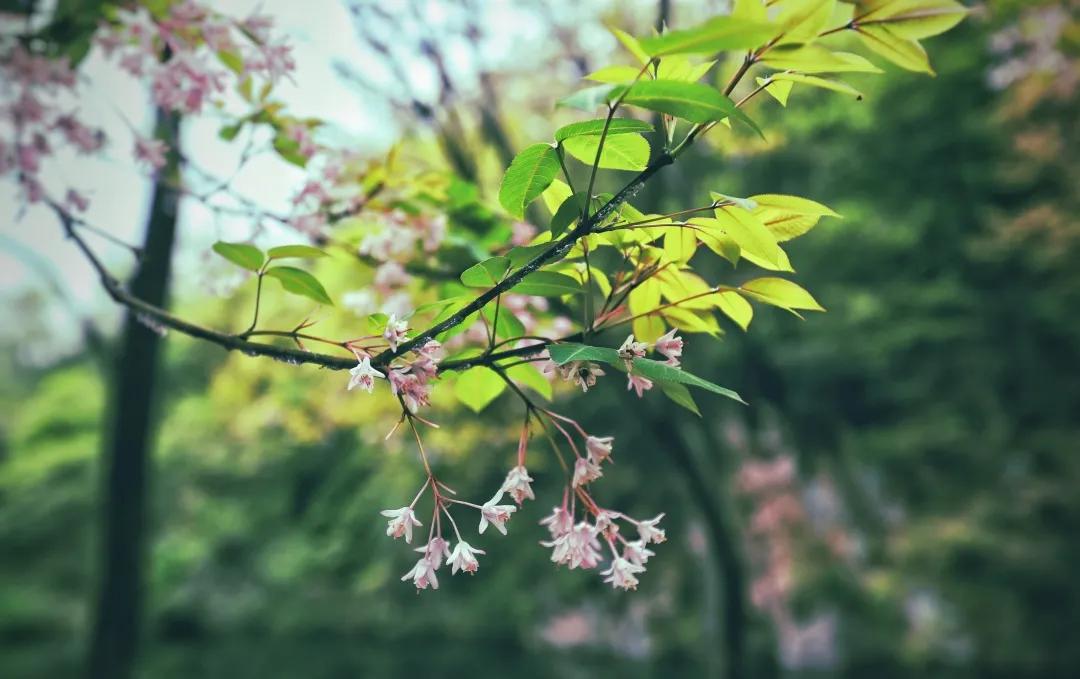 绿野仙踪旅游景区夜晚,画眉谷旅游景区