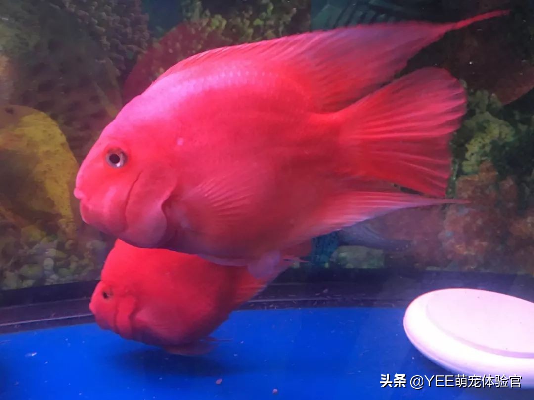 新手入门养鱼技巧,新手鱼缸养鱼知识与技巧