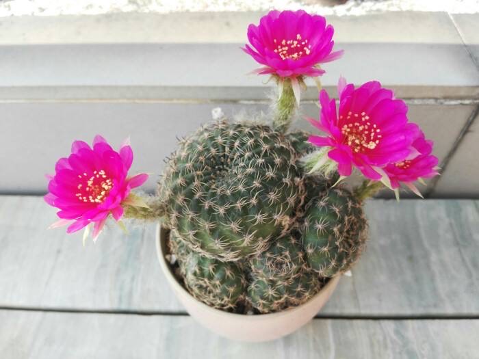 一年四季都适合种的花好养,好养的花有哪些适合一年四季养