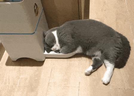 李佳琦叫卖都不管用！双十一猫咪用品这些坑得避