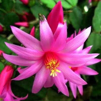 蟹爪兰花谢后上什么肥,蟹爪兰花谢后长出的新芽怎么办