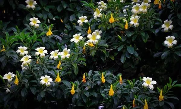 吸甲醛吸苯植物十大排行榜,什么绿色植物吸甲醛和苯