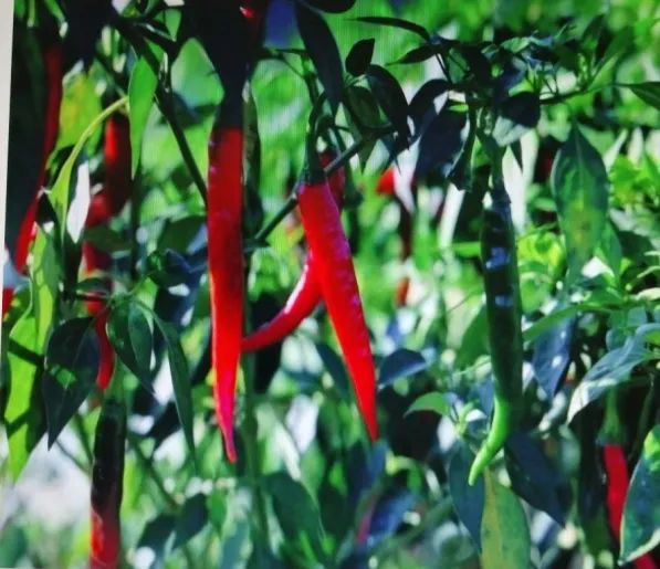 辣椒药用作用,治各种辣椒的药