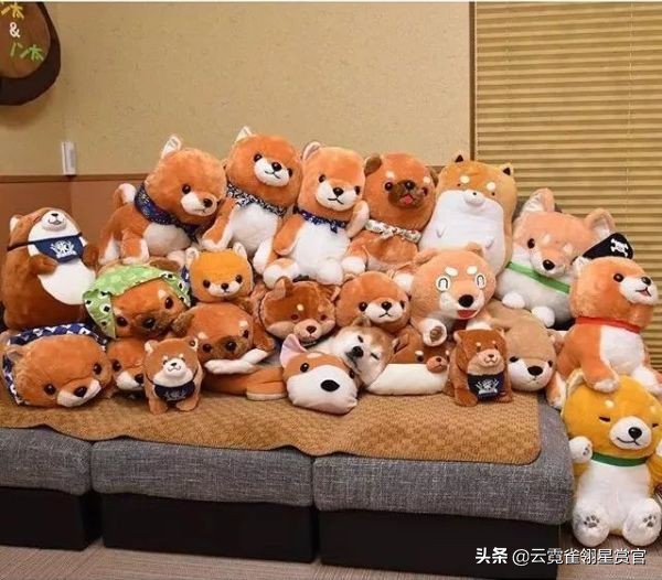 日本一博主给自家的两只柴犬买了几十只玩偶每天上演真实版找不同