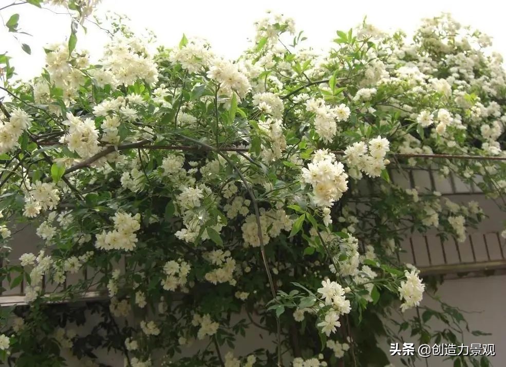 三种最旺家的爬藤植物,最好种的爬藤植物