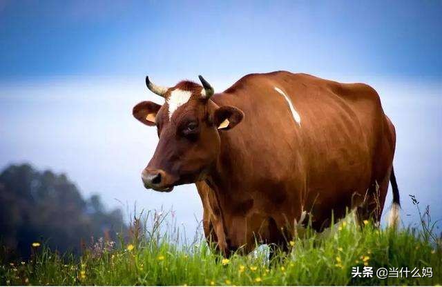 飞鹤奶粉章子怡代言的是哪个系列,飞鹤星飞帆章子怡代言