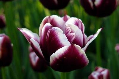 郁金香花之女王,素有花之女王之称的郁金香