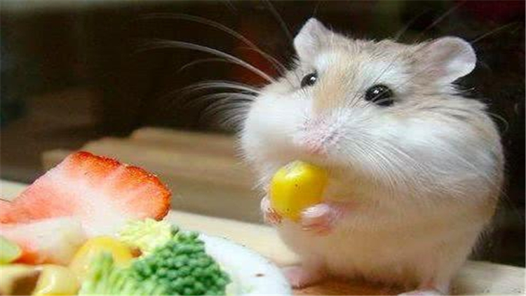 仓鼠伪冬眠24个小时了还能复活吗,仓鼠为什么会伪冬眠