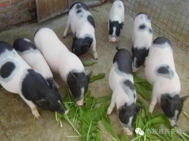 养殖户头疼的母猪产后子宫问题