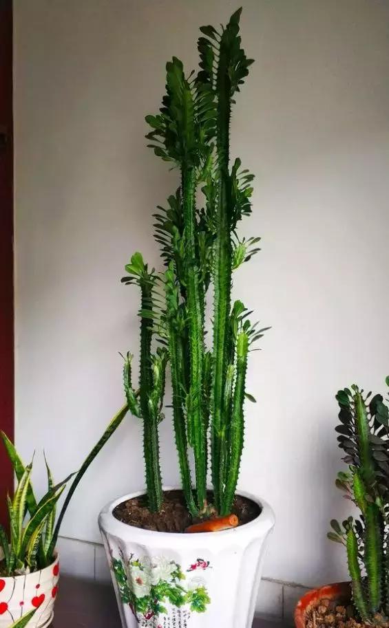 有什么花和草可以吸甲醛,家里养这2种花净化空气带来好运