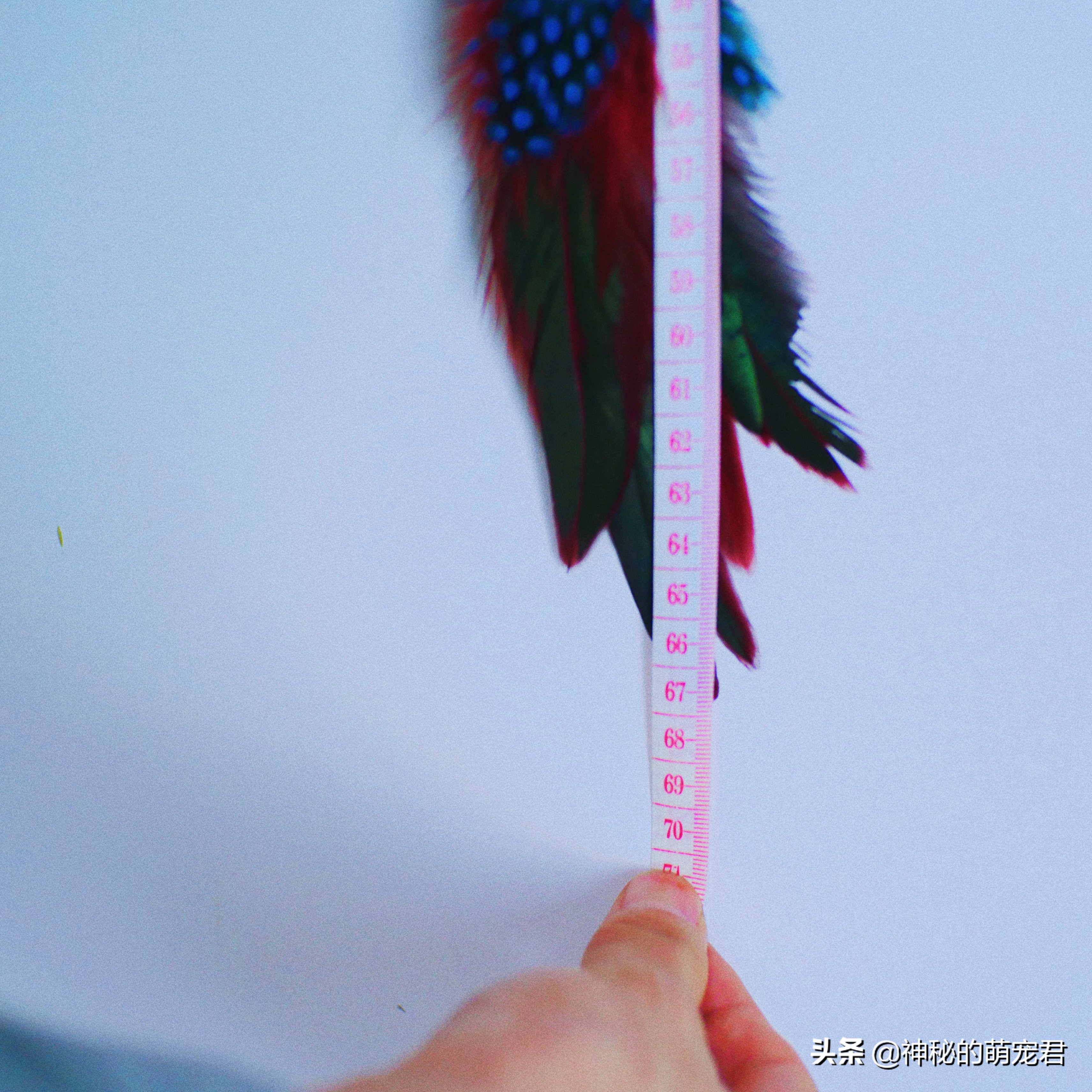 什么逗猫棒猫咪会玩,怎么做猫咪玩的逗猫棒