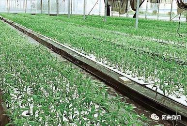 阳曲泥屯思西规划,泥屯思西新消息