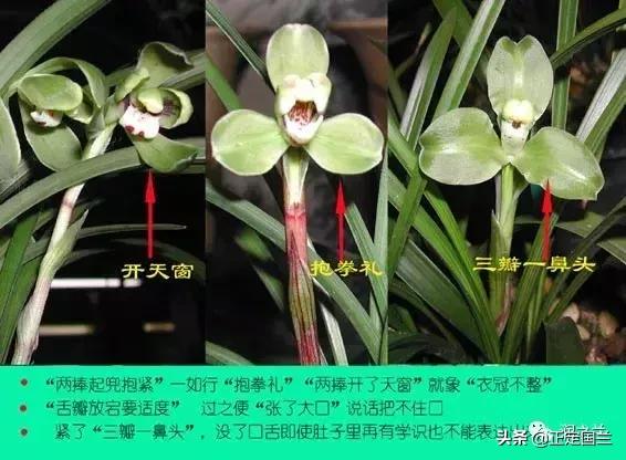 兰花知识大全100种,兰花鉴赏术语100条