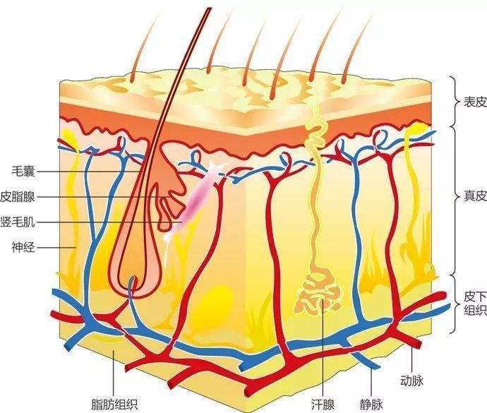 毛孔粗大怎么办最有效收缩毛孔,毛孔粗大收缩毛孔最快有效的方法