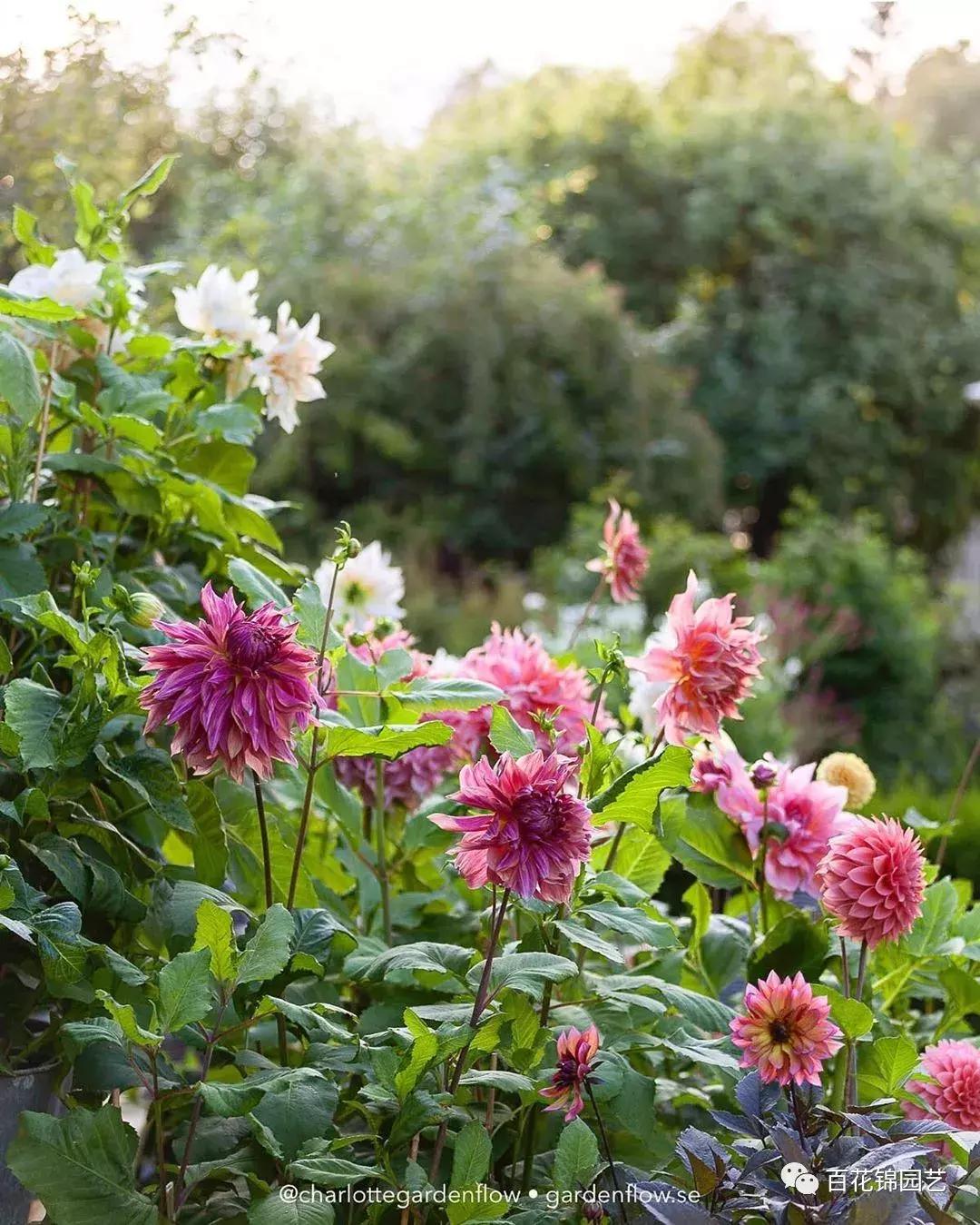 小丽花怎么盆栽,小丽花春季花期烂根怎么办