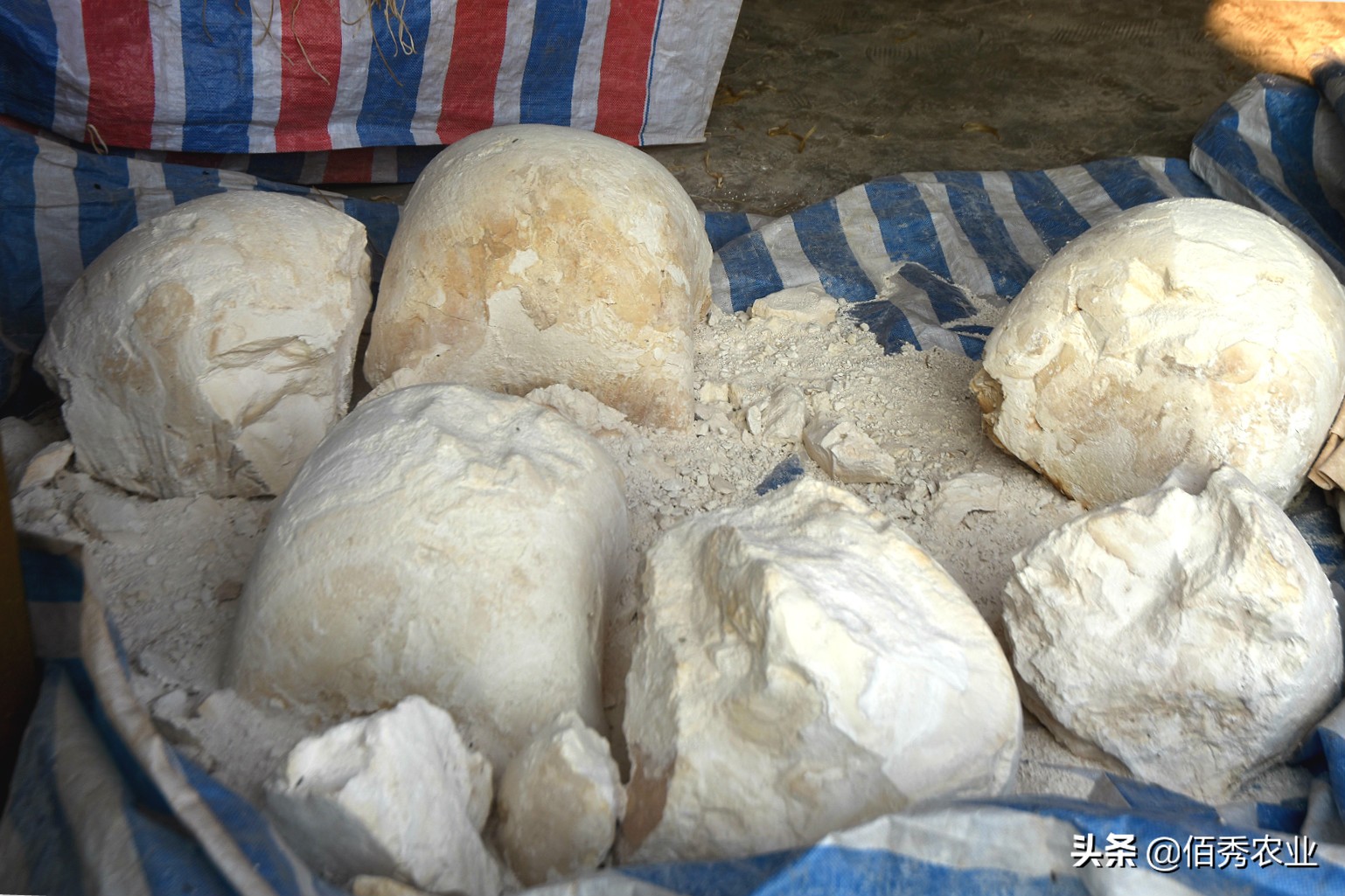 村民用红薯做万斤粉条寻销路,纯手工红薯粉条铺就乡村致富路