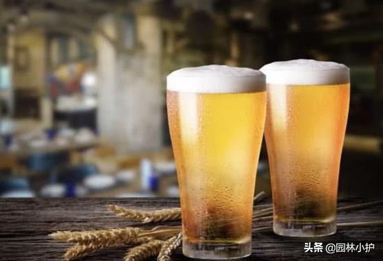 花盆里撒一把它根不烂叶不黄,花盆里撒点料花草再也不长虫