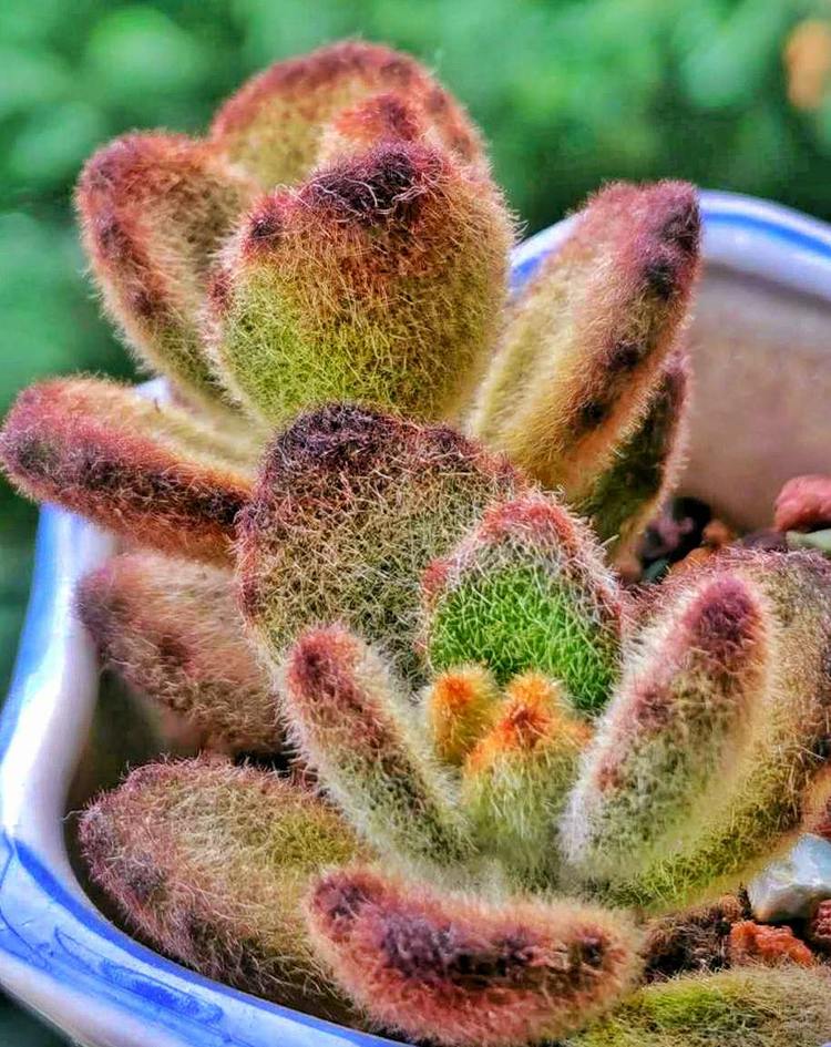 记录多肉长大的全过程,记录所有多肉成长过程