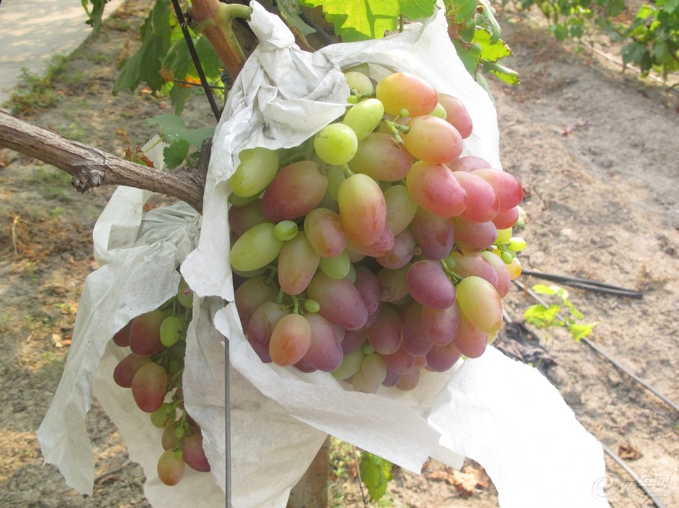 葡萄叶片出现药害还能恢复吗,葡萄除草剂药害的有效防治方法