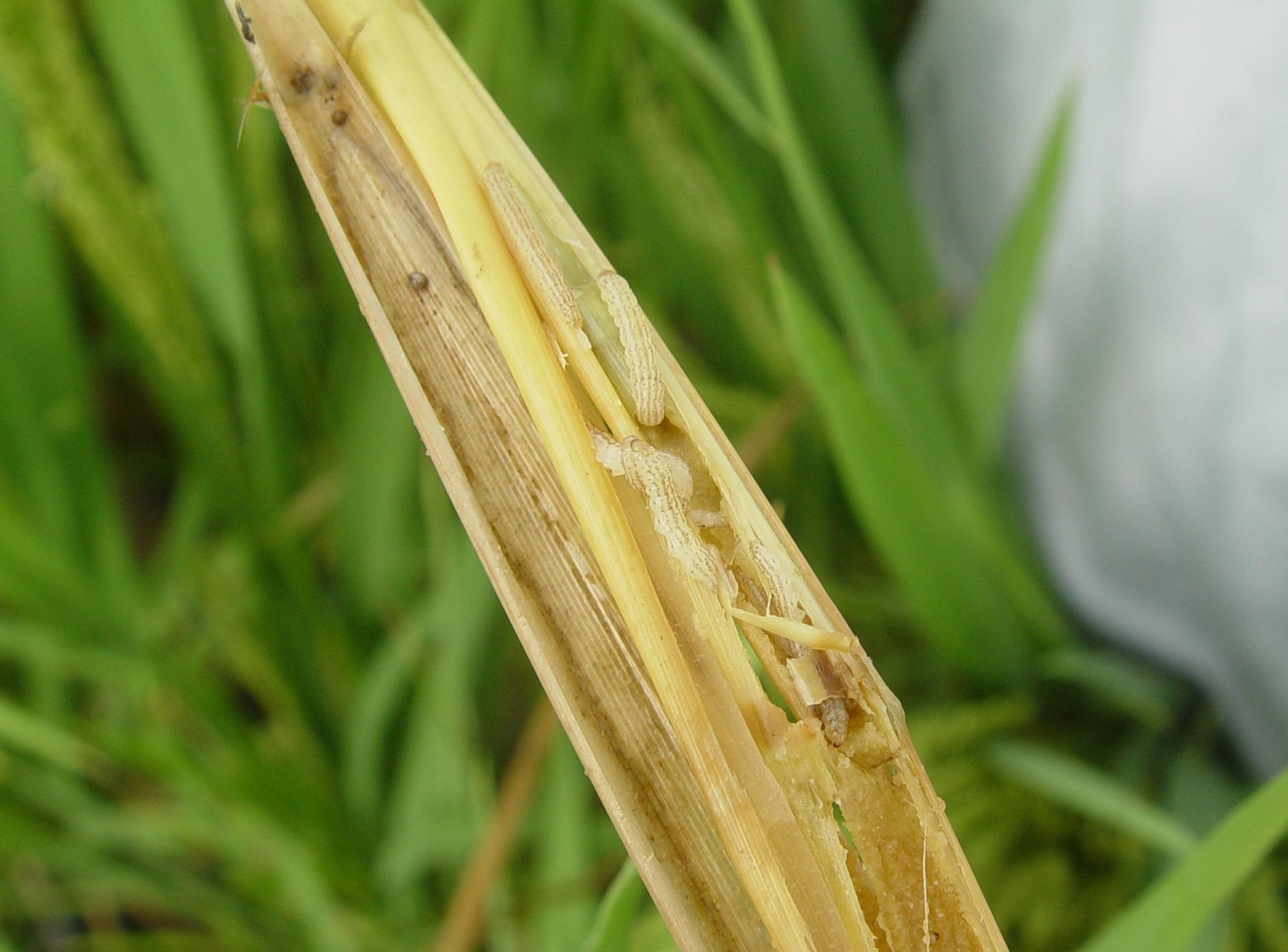 东北地区水稻二化螟什么时间防治,定远县水稻二化螟现状